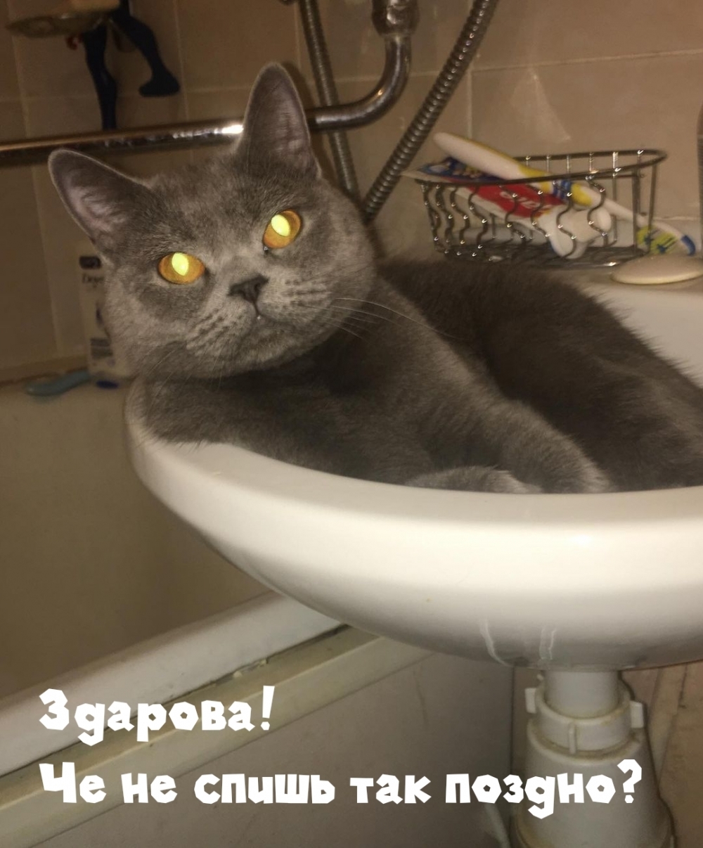 Здарова! Че не спишь так поздно?