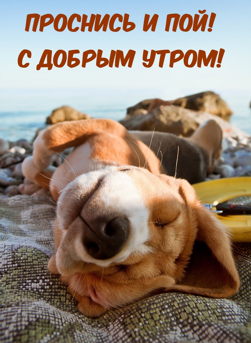 Проснись и пой! С добрым утром!