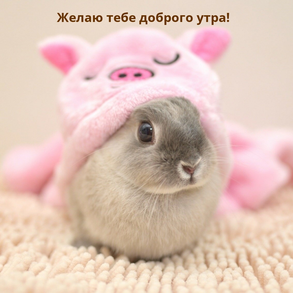 Желаю тебе доброго утра!