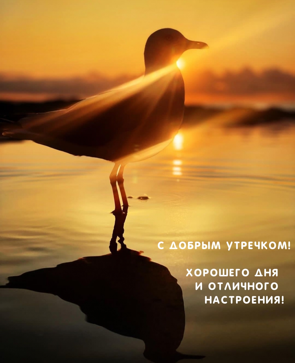 Картинка - С добрым утречком! Хорошего дня и отличного настроения!.