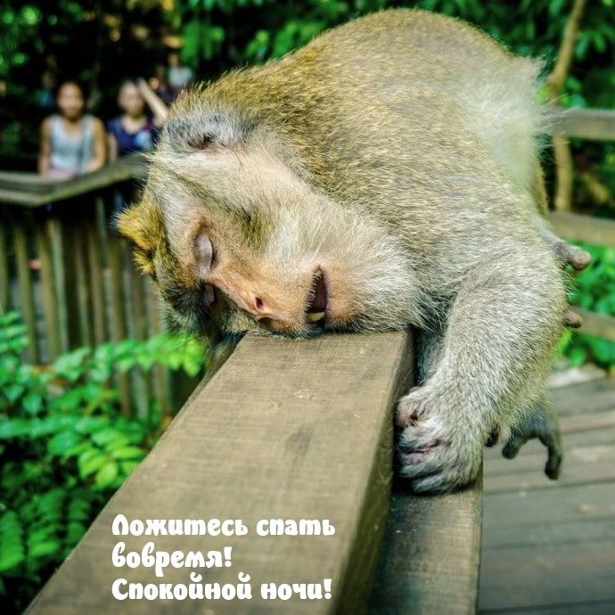 Ложитесь спать вовремя! Спокойной ночи!