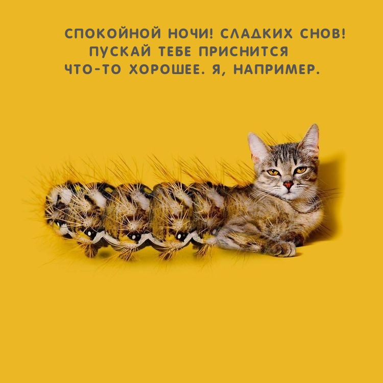 Спокойной ночи! Сладких снов! Пускай приснится что-то хорошее.