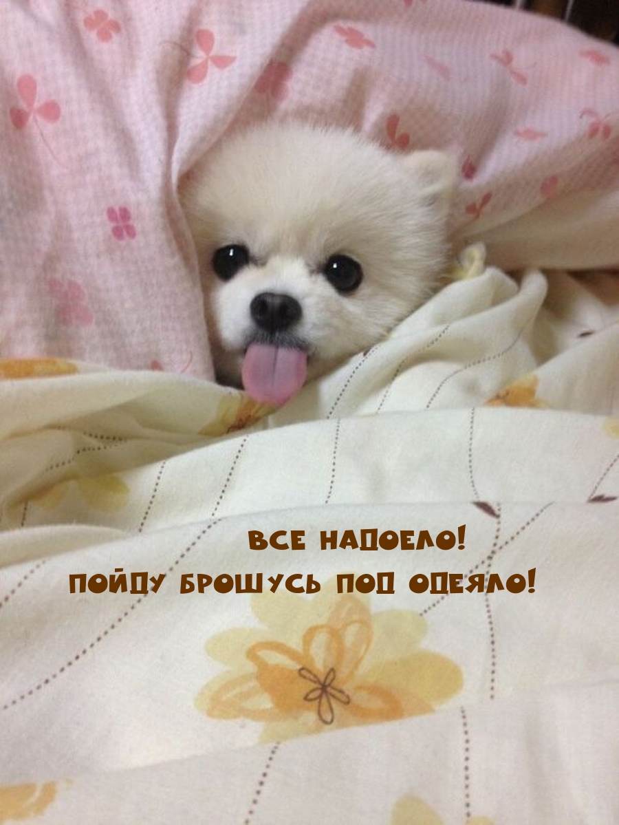 Все надоело! Пойду брошусь под одеяло!