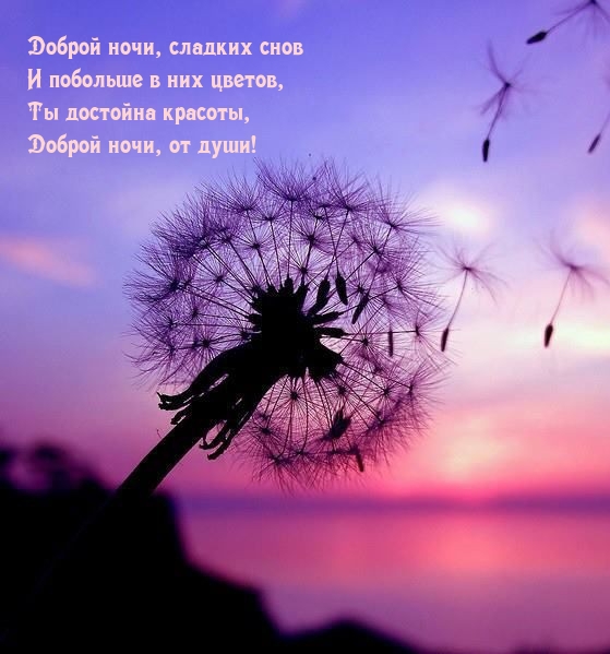 Доброй ночи, сладких снов и побольше в них цветов.