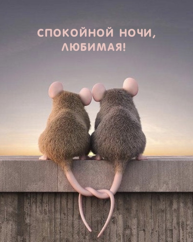 Спокойной ночи, Любимая!