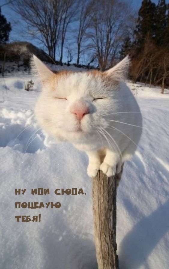 Ну иди сюда, Поцелую Тебя!
