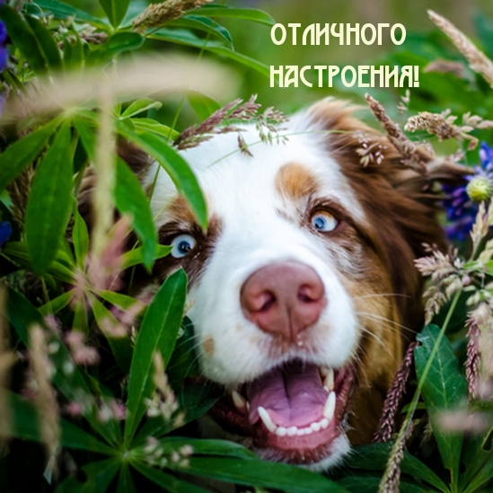 Отличного настроения!