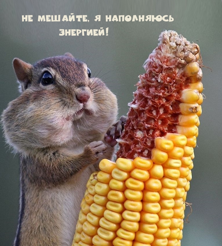 Не мешайте, я наполняюсь энергией!