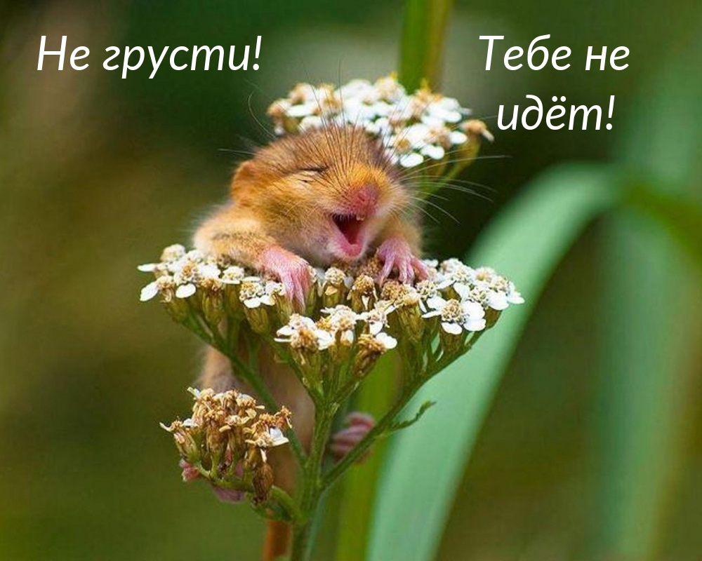 Не грусти! Тебе не идёт!