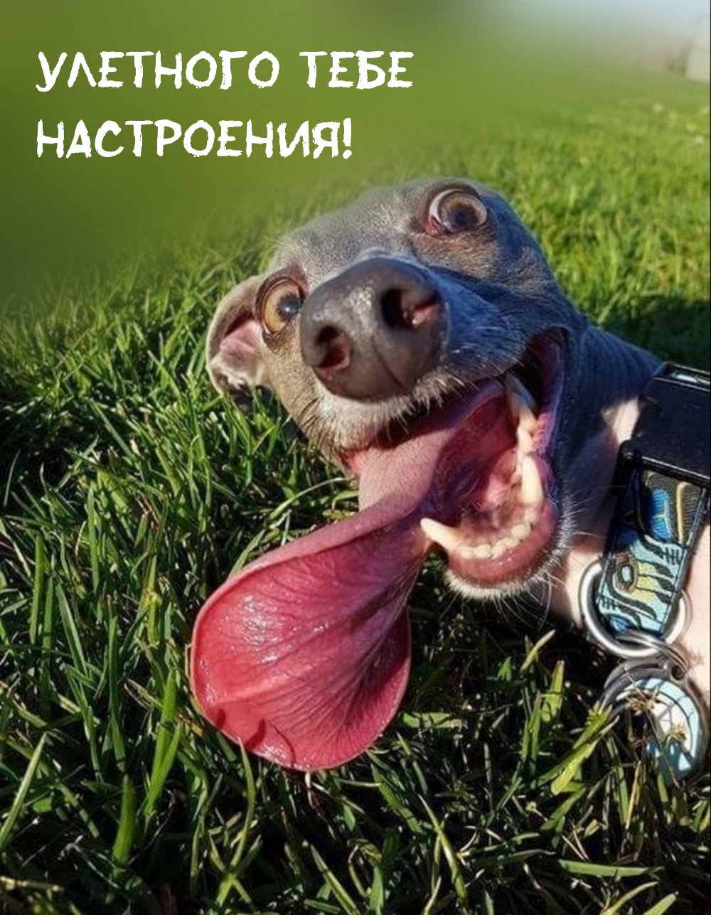 Улетного тебе Настроения!