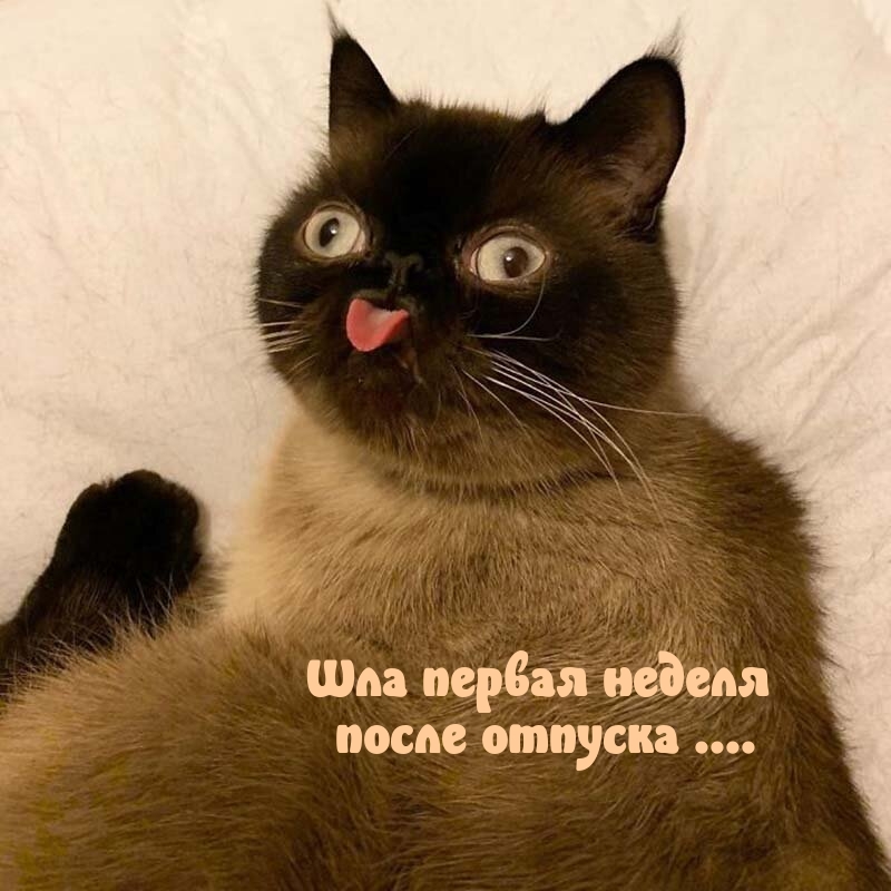 Шла первая неделя после отпуска ….