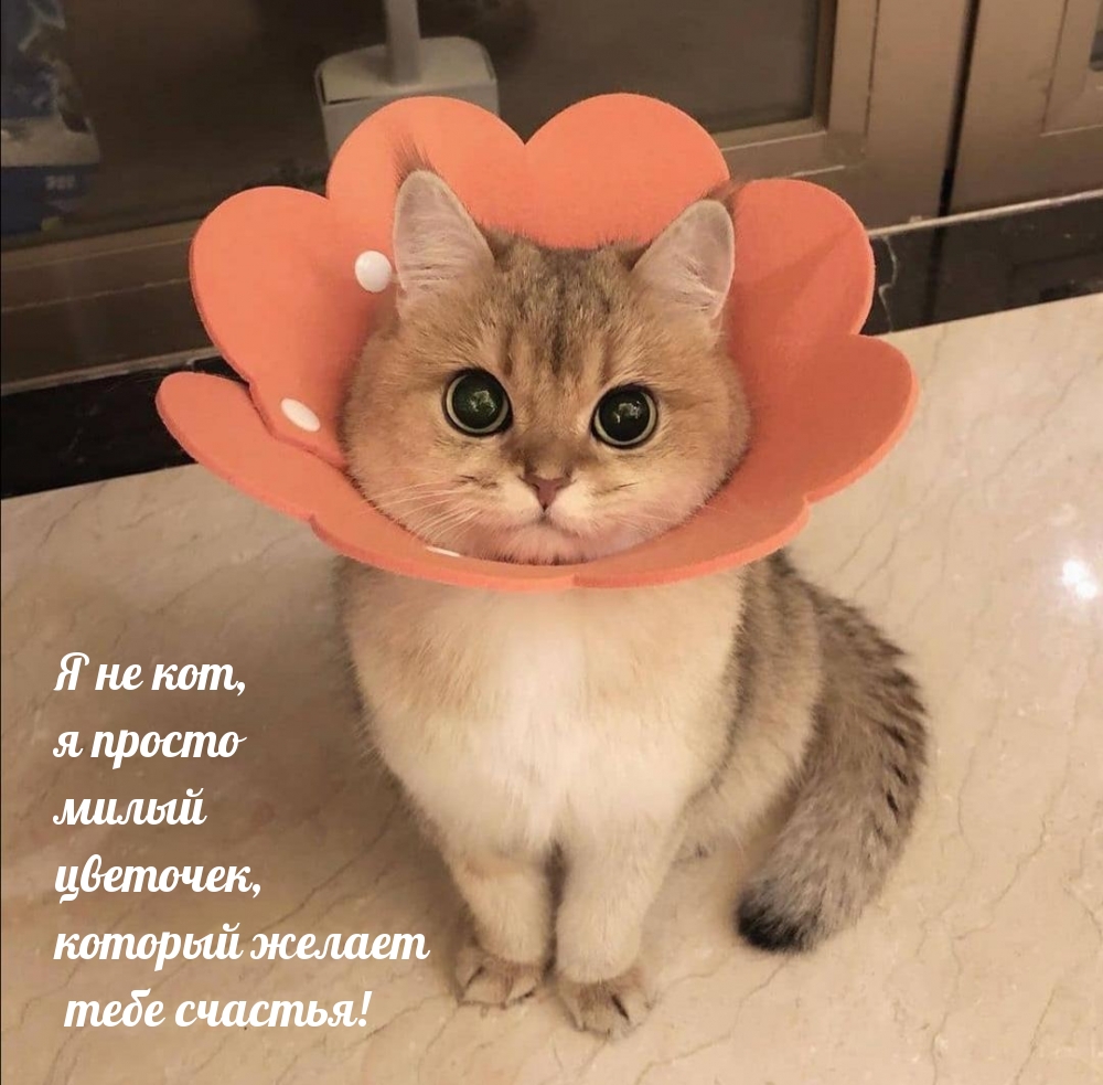 Я не кот, я просто милый цветочек, который желает тебе счастья!