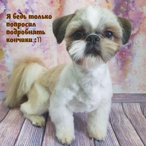 Я ведь только попросил подровнять кончики :))