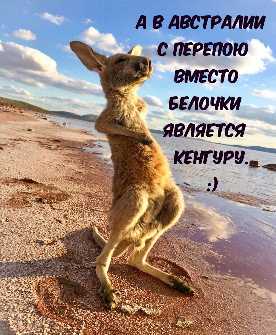А в Австралии с перепою вместо белочки является кенгуру.