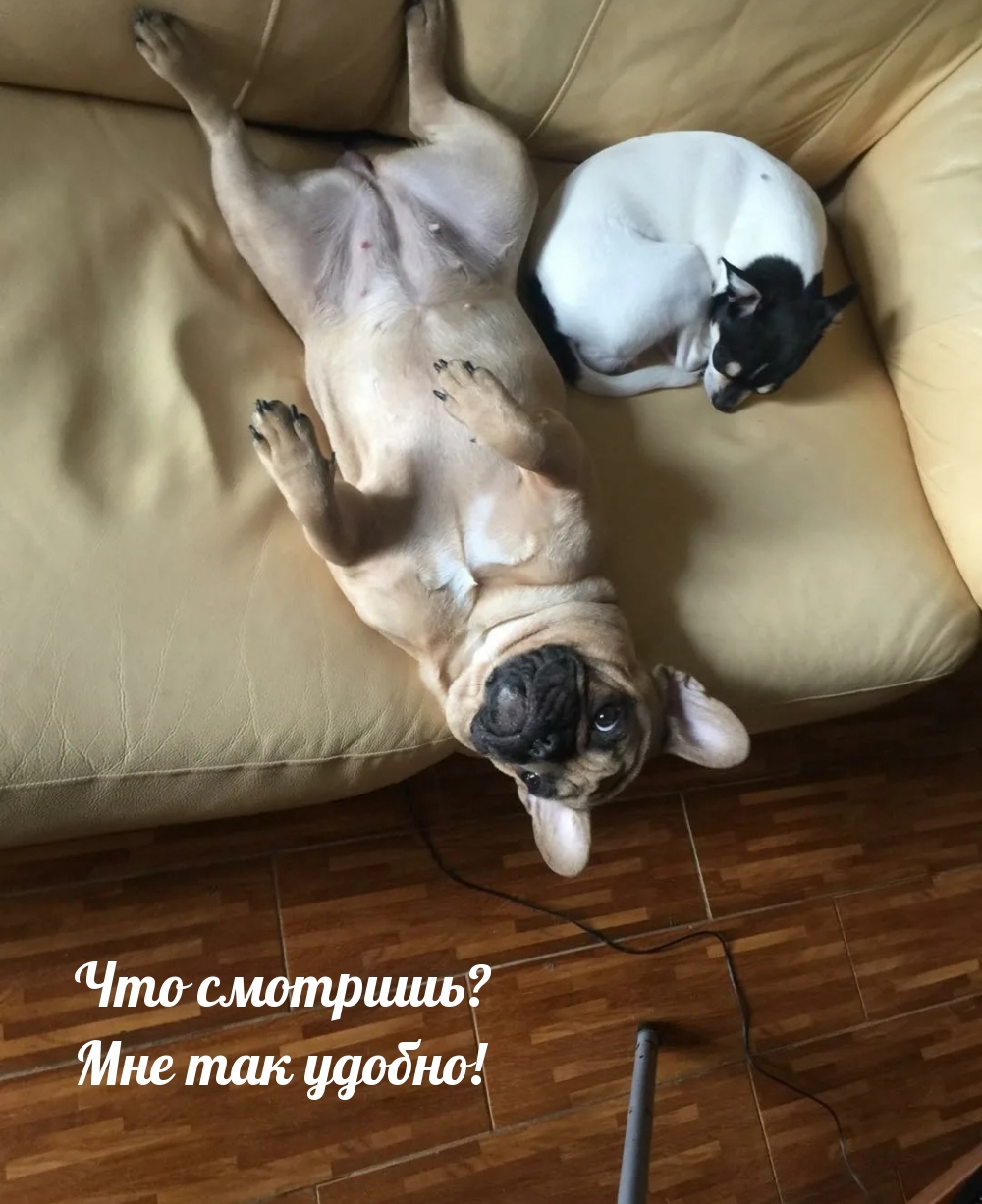 Что смотришь? Мне так удобно!