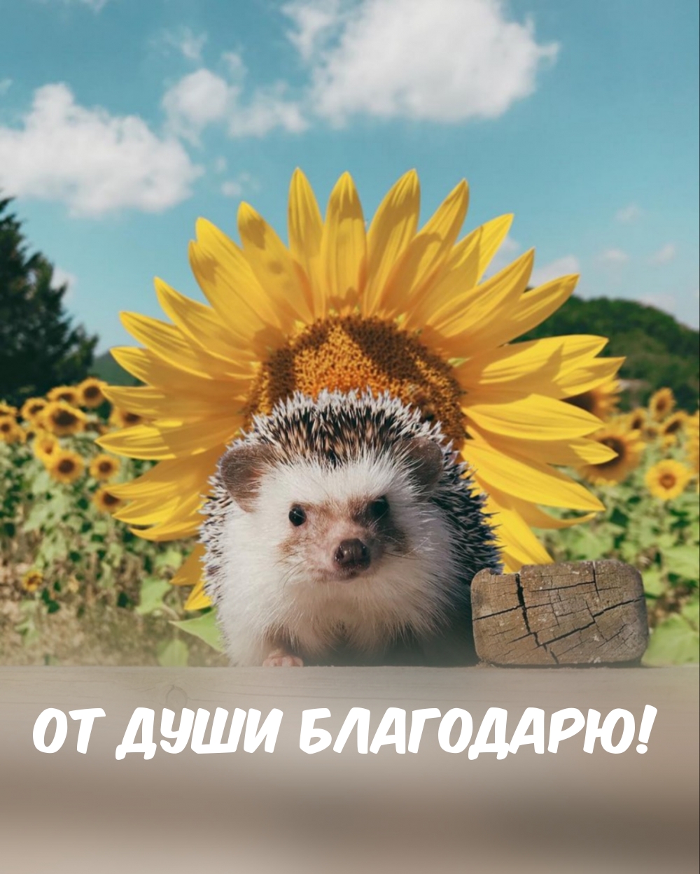 От души благодарю!