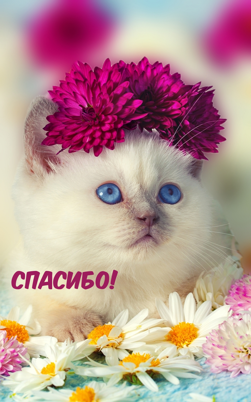 Спасибо!