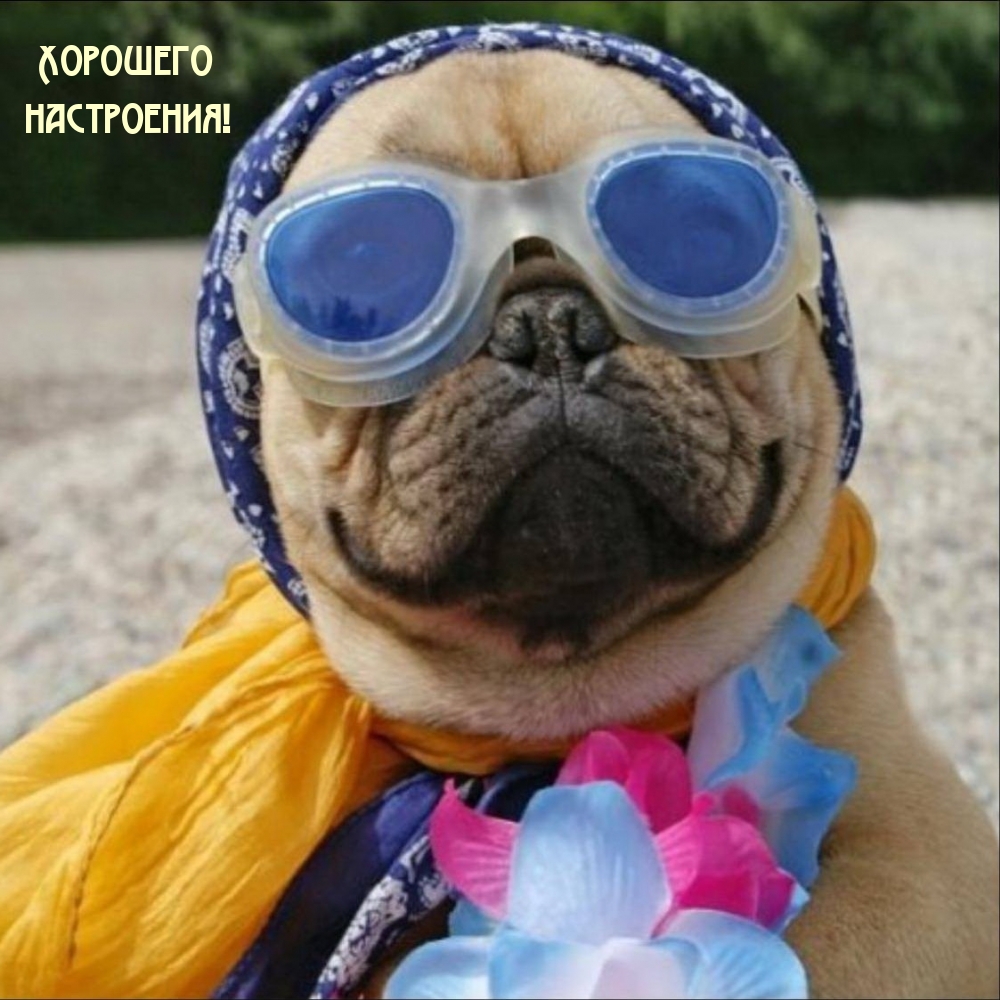 Хорошего настроения!