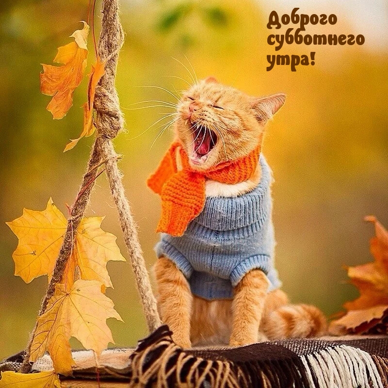 Доброго субботнего утра!