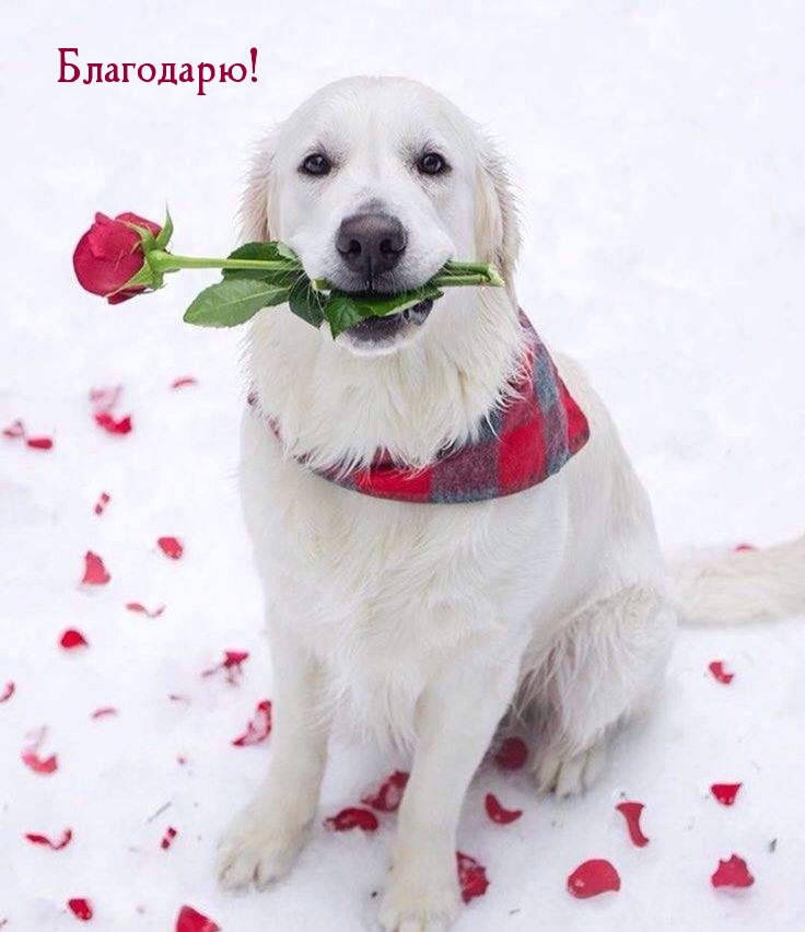 Благодарю!