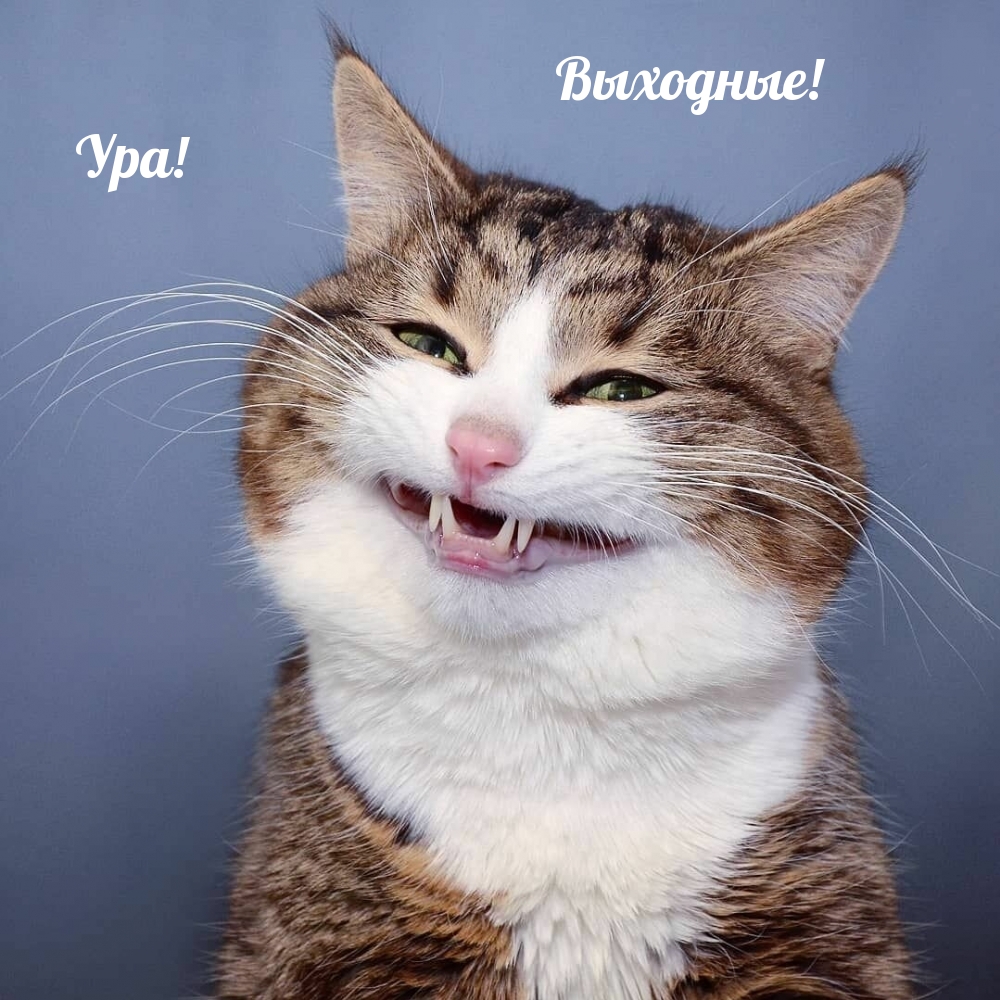 Выходные! Ура!