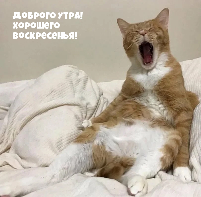 Картинка - Доброго утра! Хорошего воскресенья!.