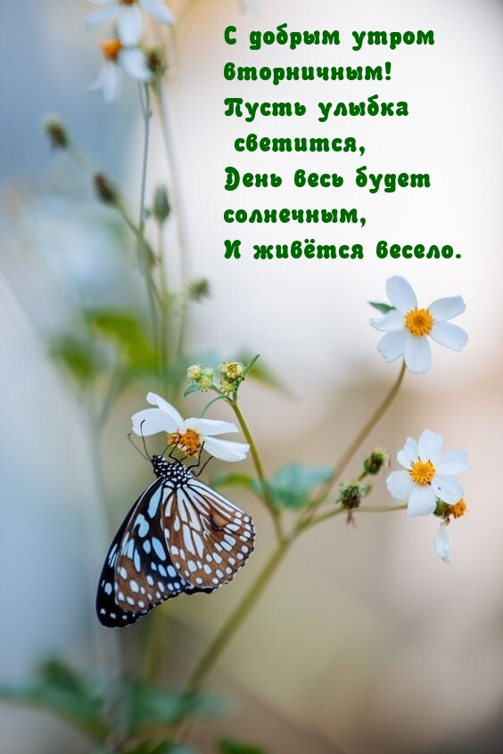С добрым утром вторничным! Пусть улыбка светится