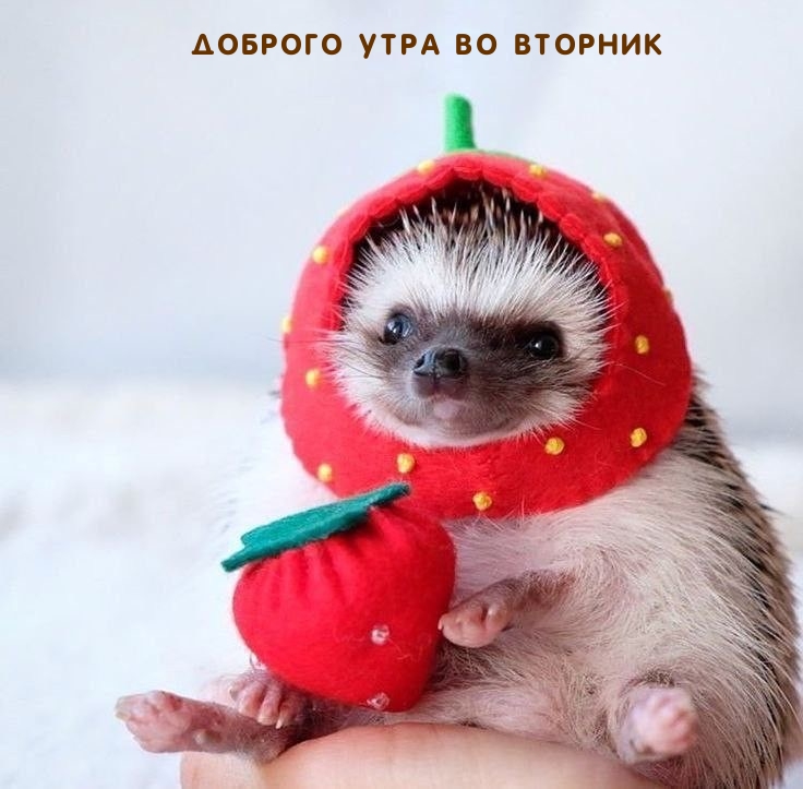 ДОБРОГО УТРА во ВТОРНИК