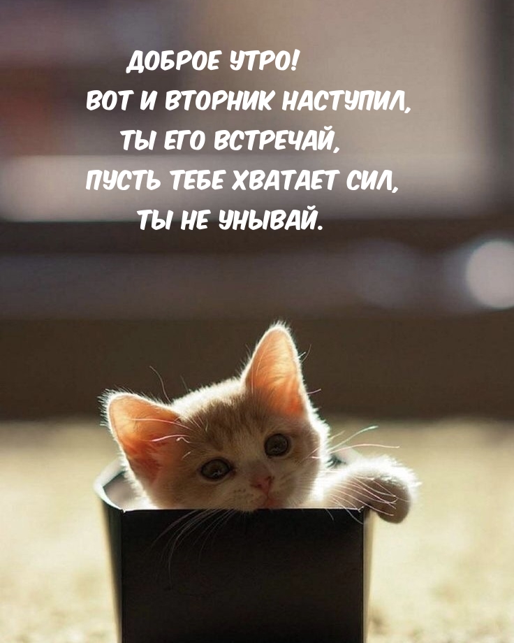 ДОБРОЕ УТРО! Вот и вторник наступил, Ты его встречай