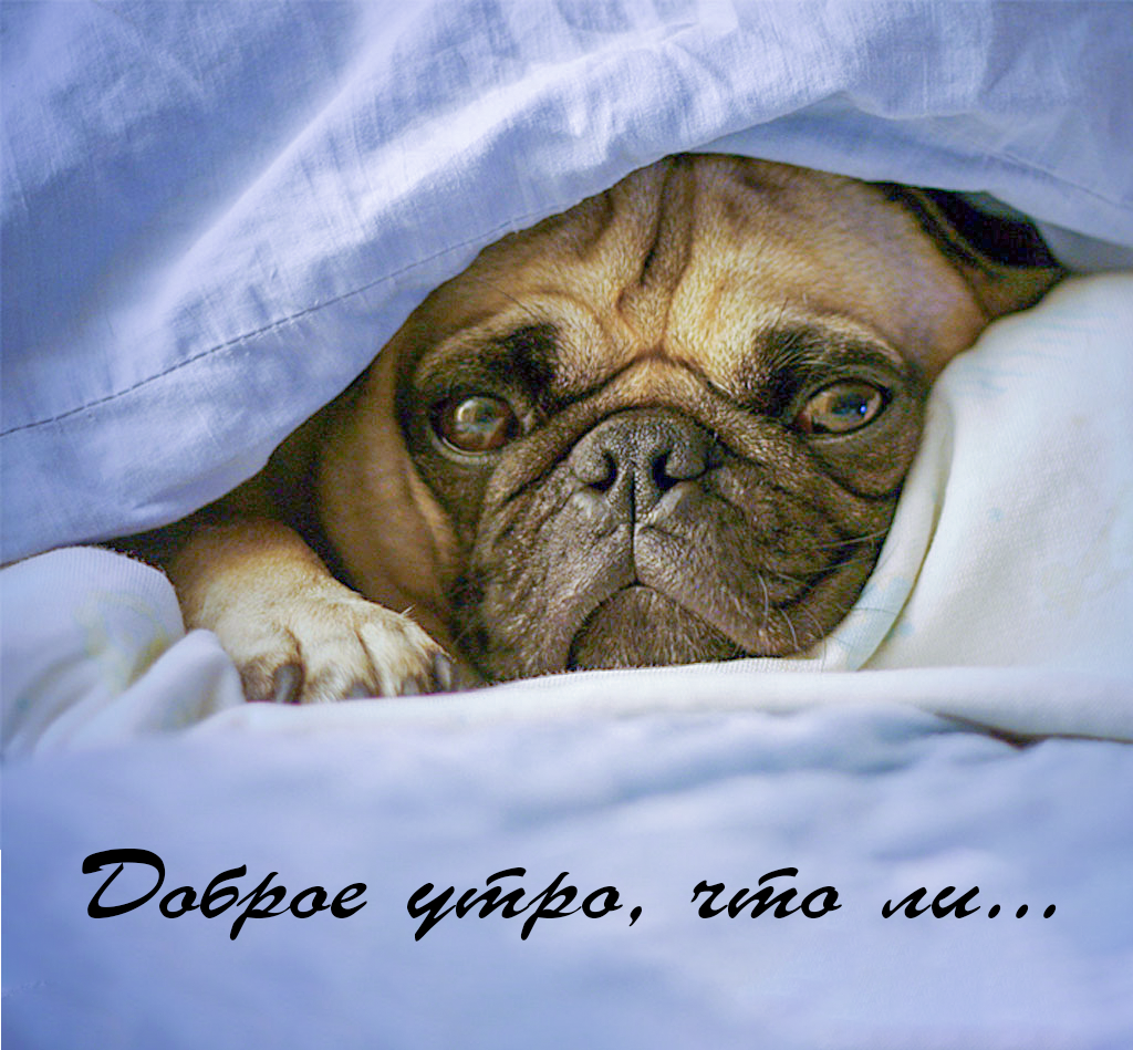 Доброе утро, что ли…