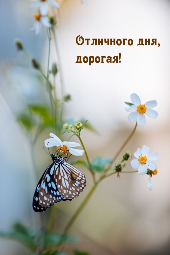Отличного дня, дорогая!