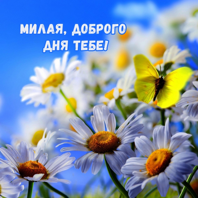 Милая, доброго дня тебе!