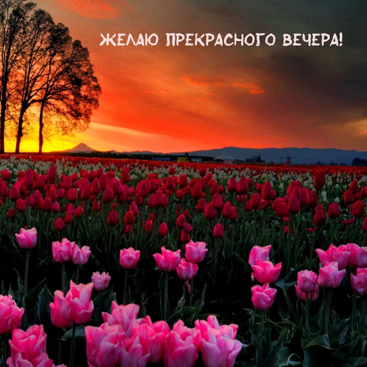 Желаю прекрасного вечера!