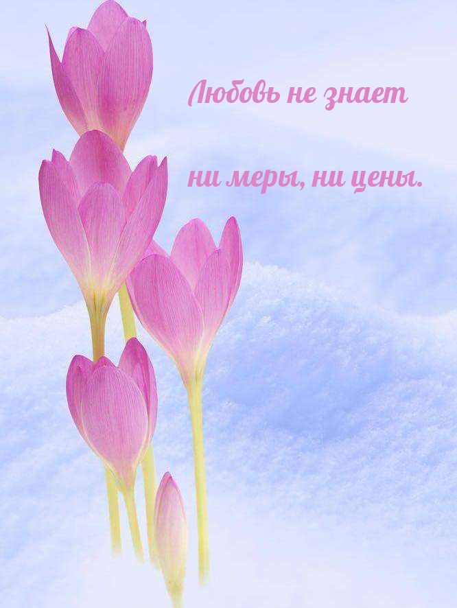 Любовь не знает ни меры, ни цены.