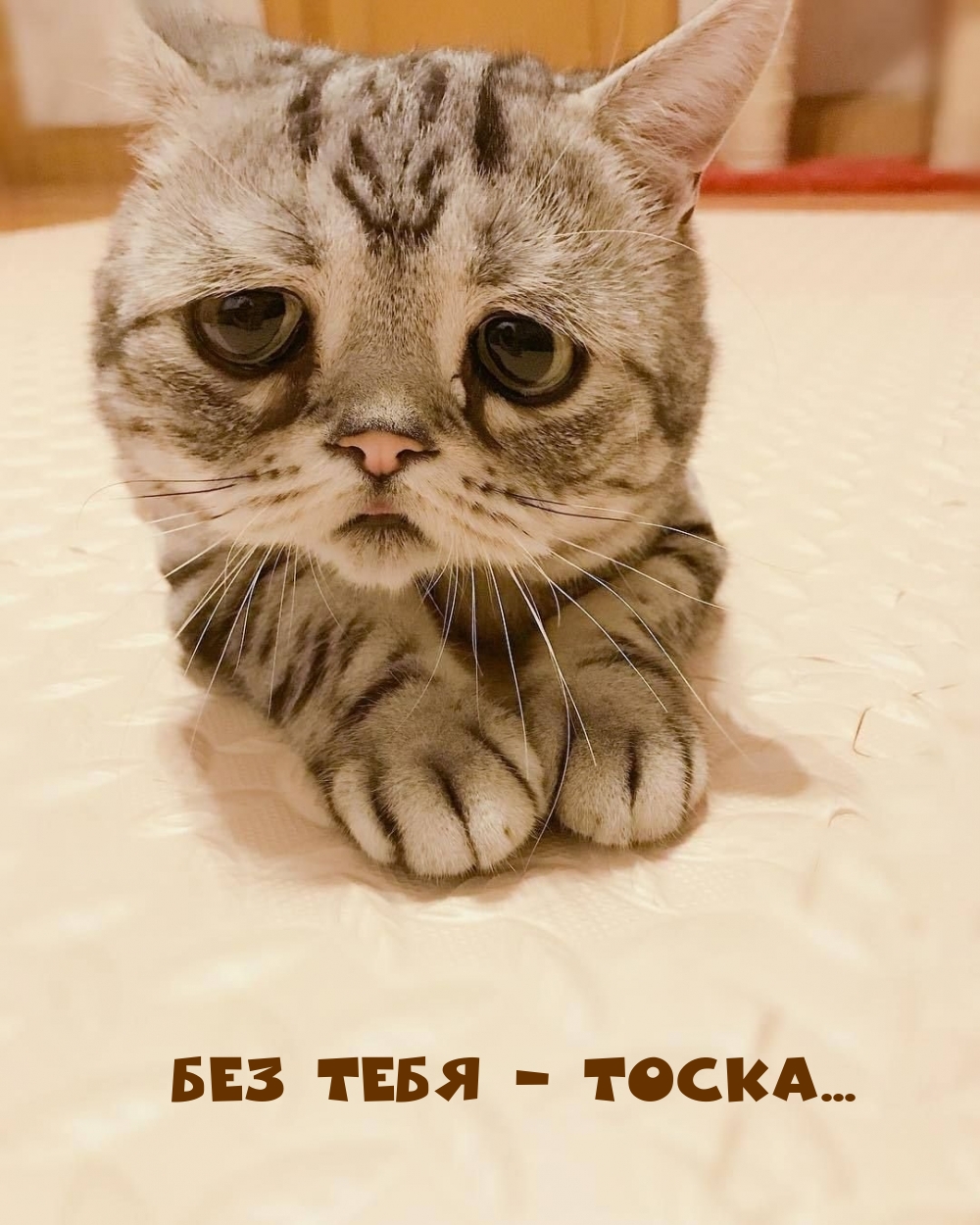 Картинка - Без тебя - тоска....
