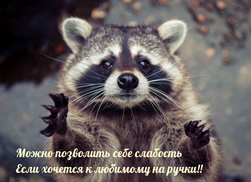 Можно позволить себе слабость если хочется к любимому на ручки!