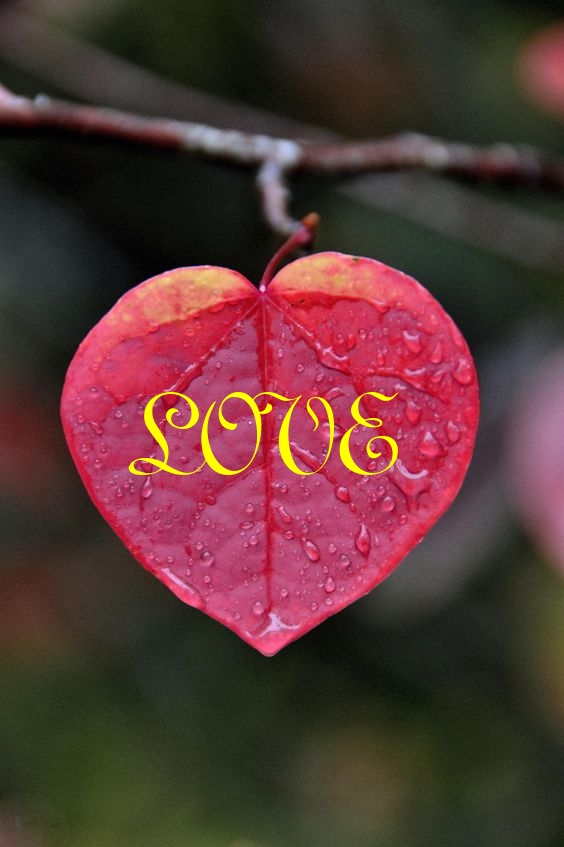 LOVE