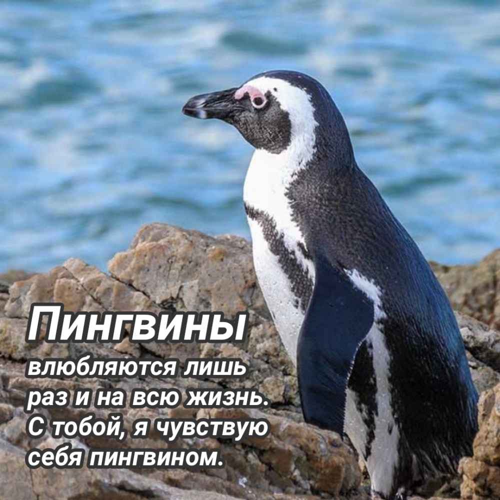 Пингвины влюбляются лишь раз и на всю жизнь.