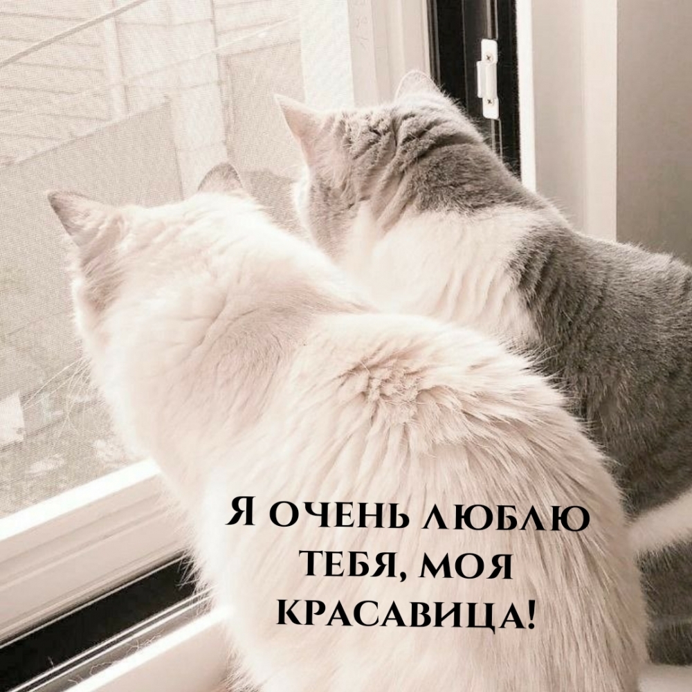 Я очень люблю тебя, моя красавица!