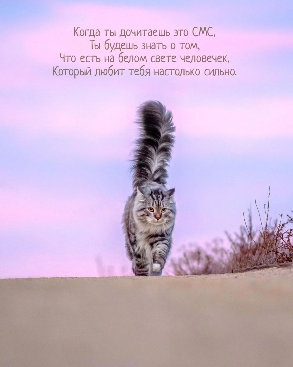 Когда ты дочитаешь это СМС, ты будешь знать о том
