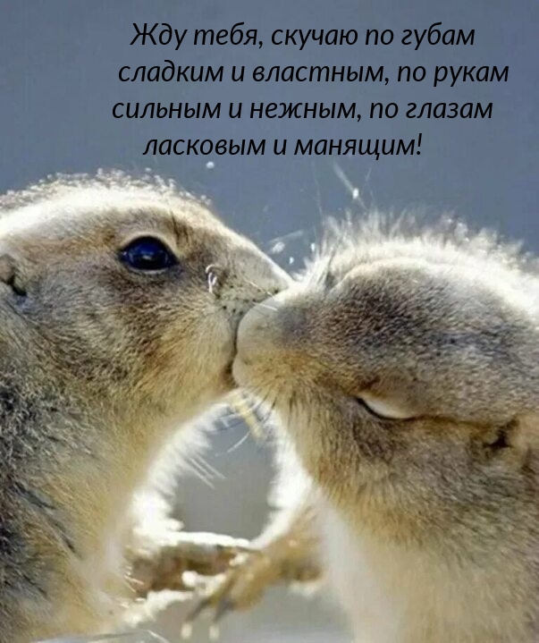 Картинка - Жду тебя, скучаю по губам сладким и властным.