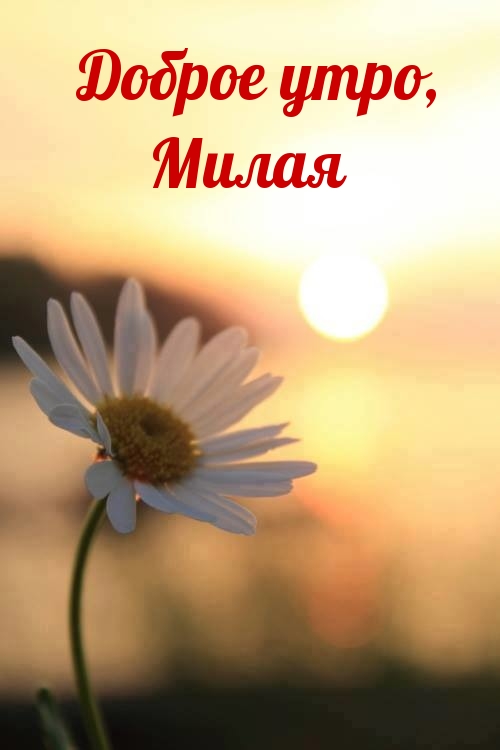 Доброе утро, Милая