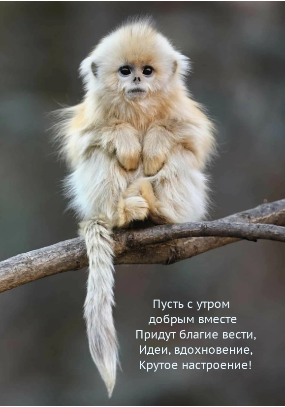 Пусть с утром добрым вместе придут благие вести