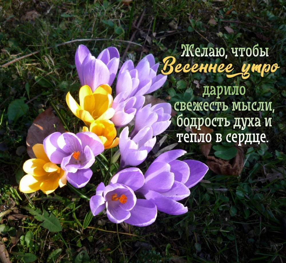 Желаю, чтобы весеннее утро дарило свежесть мысли, бодрость духа и тепло в сердце