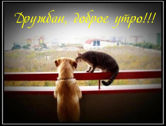 Дружбан, доброе утро!