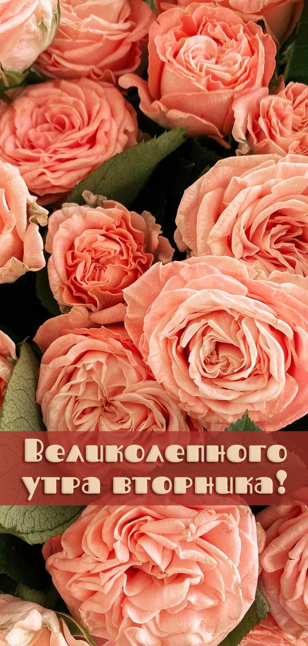Великолепного утра вторника!