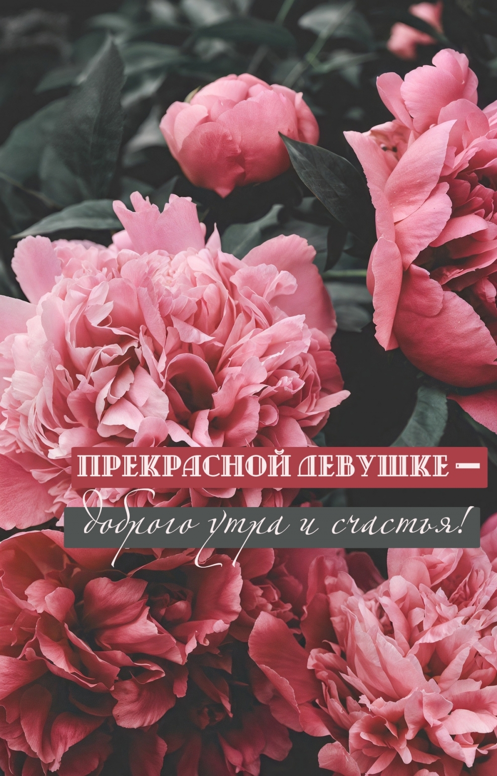 Прекрасной девушке — доброго утра и счастья!