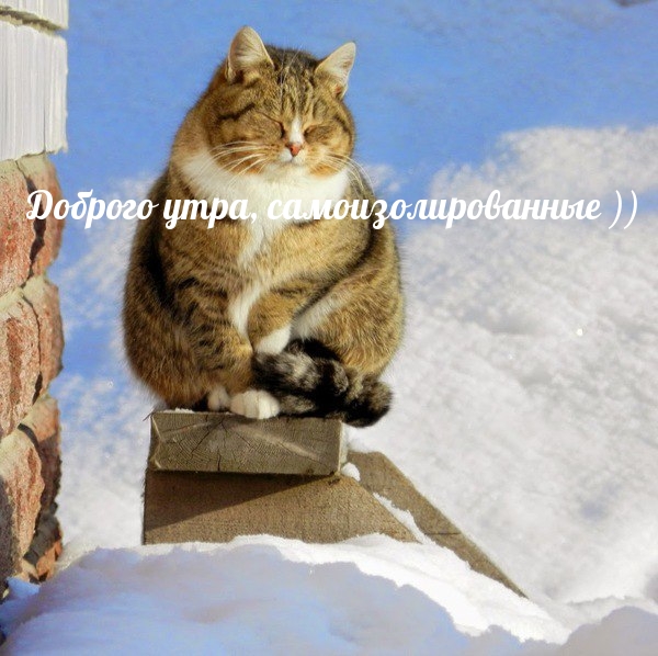 Доброго утра, самоизолированные ))