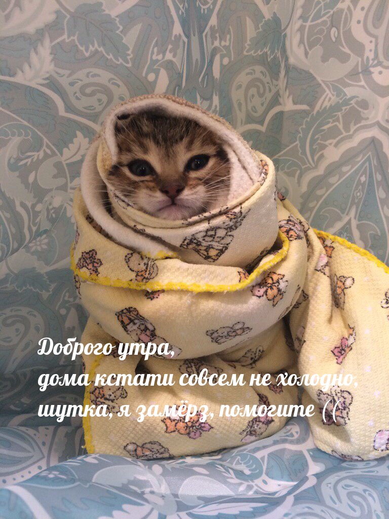 Доброго утра! Холодно, я замерз)