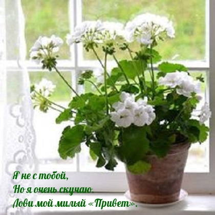 Лови мой милый «Привет»